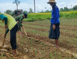 Babinsa Bantu Perawatan Tanaman Bawang Merah Agar Hasil Maksimal