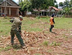2 Hektar Lahan di Lenteng Timur Siap Tanam  Jagung Lagi