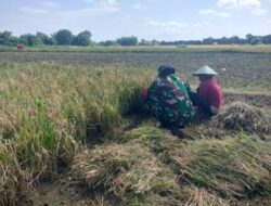 Babinsa Harap Panen Padi di Raas Bisa Menguntungkan Petani
