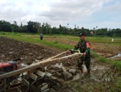 Babinsa Ikut Bajak Sawah dan Tanam Padi di Manding