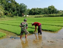 Petani dan Babinsa di Kalianget Barat Mulai Siapkan Masa Tanam Padi Periode Kedua