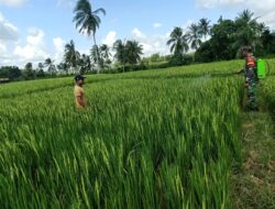 Atasi Hama, Babinsa Bantu Petani Semprot Fungisida