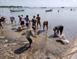 Danramil 21 Raas Ikut Tanam Ribuan Bibit Mangrove Cegah Abrasi Pantai