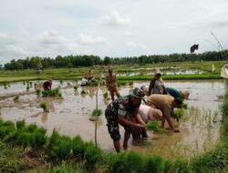 Babinsa Serukan Tanam Culik di Dungkek Percepat Produksi Beras