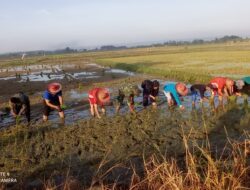 Tanam Padi Bersama di Patean Guna Tingkatkan Produksi