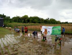 Gerakan Tanam Padi di Paberasan, TNI Dukung Ketahanan Pangan dan Makan Bergizi