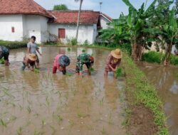 Gerakan Tanam Padi, Babinsa Bantu Tingkatkan LTT Seluas 0,5 hektar di Dasuk