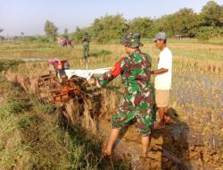 Momen Babinsa Bajak Sawah dan Dengar Masukan Petani