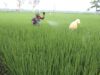 Babinsa dan Petani di Saronggi Lakukan Pengendalian Hama Tanaman Padi