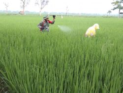 Babinsa dan Petani di Saronggi Lakukan Pengendalian Hama Tanaman Padi