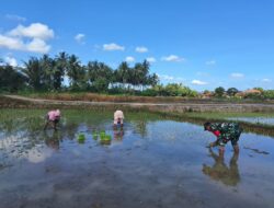 Babinsa Kembali Gandeng Petani Tanam Padi Seluas 1 Hektar