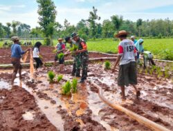 Babinsa Dorong Swasembada Pangan 2025 Lewat Gerakan Tanam Padi MT II Berbasis Sumur Bor