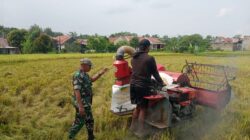 Petani Didampingi Babinsa Lakukan Panen Padi Seluas 1 Hektar