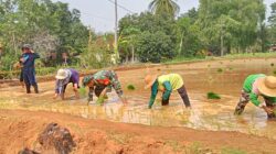Babinsa Bantu Petani Percepat Luas Tambah Tanam Padi di Manding