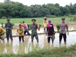 TNI Bersinergi dengan Petani Laksanakan Gerakan Tanam Padi MT II di Kepulauan Masalembu