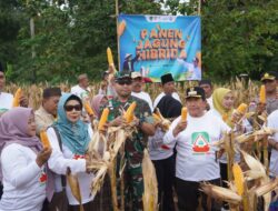 Dandim 0827/Sumenep Panen Jagung Bersama di Desa Manding Daya