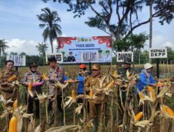 Dandim 0827/Sumenep Bersama Forkopimda Panen Jagung Hibrida di Ellak Daya