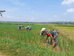 Babinsa Koramil 0827/05 Lenteng Bantu Petani Pupuk Tanaman Padi di Desa Benaresep