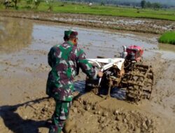 Babinsa Lenteng Bantu Petani Bajak Sawah Jelang Musim Tanam II
