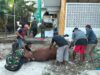Dandim 0827/Sumenep Saksikan Langsung Penyembelihan Hewan Kurban