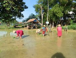 Babinsa Ambunten Bantu Petani Tanam Padi Di Desa Binaan