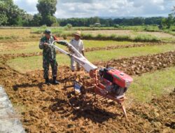 Siapkan Lahan Tanam Jagung Hibrida, Babinsa Turut Membantu Proses Pembajakan