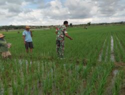 Babinsa Lakukan Pemupukan Pertama Tanaman Padi di Desa Kambingan Timur