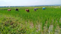 Optimalkan Pertumbuhan, Babinsa Bantu Petani Bersihkan Gulma Padi