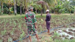 Babinsa Masalembu Bantu Petani Siram Ladang Jagung dengan Irigasi Pompa Air