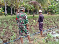 Babinsa Masalembu Bantu Petani Siram Ladang Jagung dengan Irigasi Pompa Air