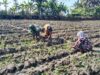 Babinsa Bantu Petani Rawat Tanaman Tembakau di Sapeken