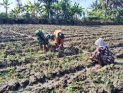Babinsa Bantu Petani Rawat Tanaman Tembakau di Sapeken