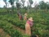 Babinsa Bersama Petani Panen Cabai Rawit di Desa Juruan Daya