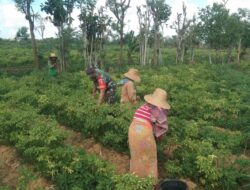 Babinsa Bersama Petani Panen Cabai Rawit di Desa Juruan Daya