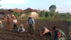 Babinsa Bantu Petani Tanam Tembakau di Lahan 0,5 Hektar di Batuputih