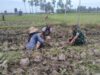 Babinsa Koramil 09/Peragaan Bantu Petani Tanam Tembakau Di Desa Binaan
