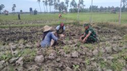 Babinsa Koramil 09/Peragaan Bantu Petani Tanam Tembakau Di Desa Binaan