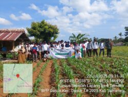 Babinsa Apresiasi Program Ketahanan Pangan Penanaman Jagung Hibrida di Dasuk