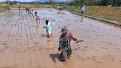 Babinsa Pragaan Gerakkan Petani Tanam Padi untuk Ketahanan Pangan