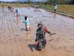 Babinsa Pragaan Gerakkan Petani Tanam Padi untuk Ketahanan Pangan