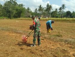 Dorong Ketahanan Pangan, Babinsa Sumenep Ajak Warga Tanam Jagung Hibrida