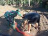 Babinsa Batuputih Dampingi Petani Cabe, Dorong Produktivitas di Musim Kemarau