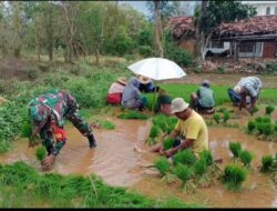 Dukung Swasembada Pangan, Babinsa Dasuk Pastikan Lahan Padi Tetap Produktif