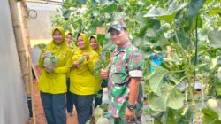 Kenalkan Pertanian Sejak Dini, TK Kartika IV-87 Kodim Sumenep Kunjungi Kebun Melon