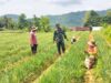 Dari Sawah Mandala, Babinsa Dampingi Petani Jaga Produksi Bawang Merah