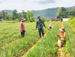 Dari Sawah Mandala, Babinsa Dampingi Petani Jaga Produksi Bawang Merah