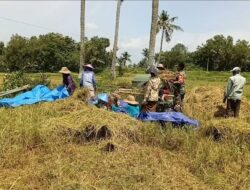 Babinsa Dasuk Dampingi Panen Padi, Petani Bersyukur Hasil Melimpah