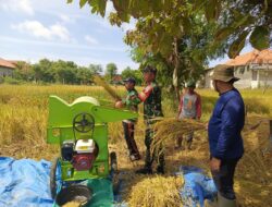 Babinsa Raas Bantu Petani Panen, Hasil Dinilai Memuaskan