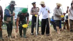Hadapi El Nino, Percepatan Tanam Padi dan Jagung Digelar di Batang Batang