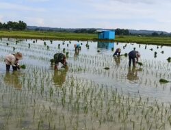 TNI Dukung Gerakan Tanam 5.000 Hektar di Kalianget Sumenep